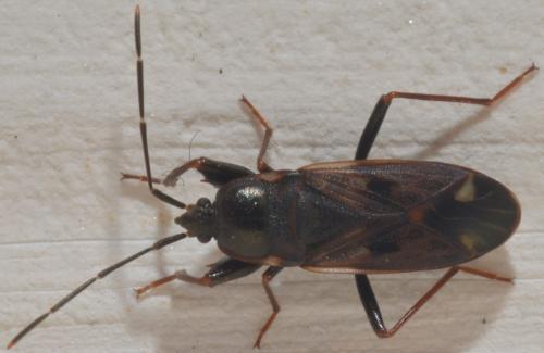 Réf. 93 525 : Eremocoris fenestratus