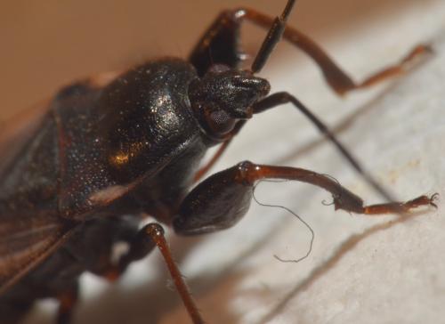 Réf. 93 641 : Eremocoris fenestratus
