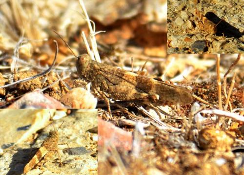 Oedipoda sp.