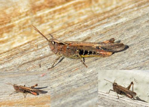 Chorthippus sp.