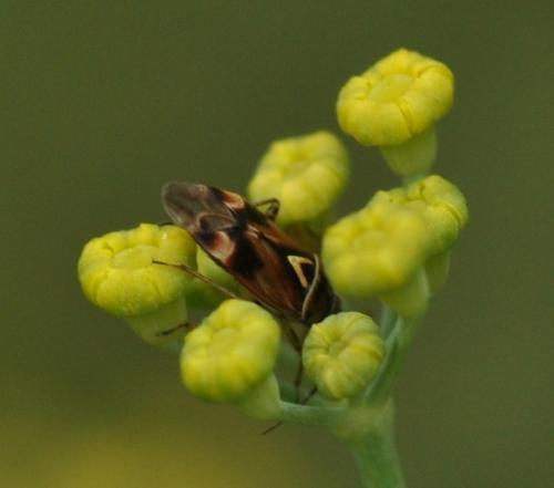 Lygus sp.
