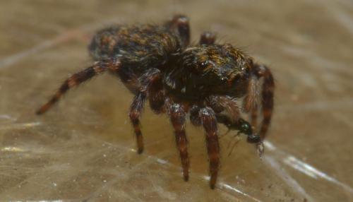 Réf. 93 689 : Pseudeuophrys erratica