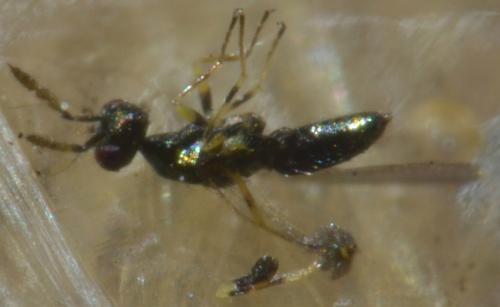 Diglyphus sp.