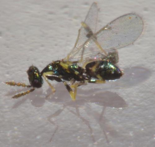 Réf. 93 695 : Diglyphus sp.