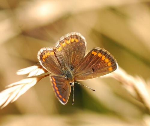 Réf. 93 940 : Aricia agestis