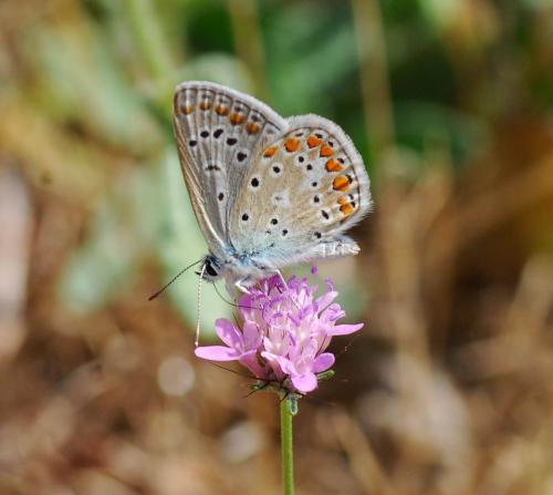Polyommatus icarus
