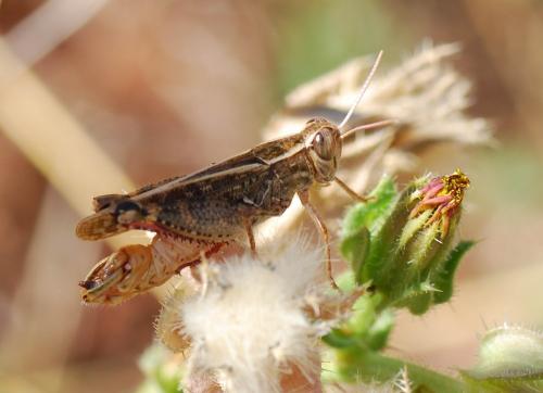 Calliptamus italicus