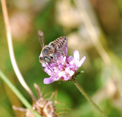 Megachile sp.