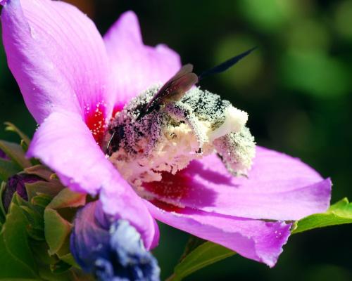 Xylocopa sp.