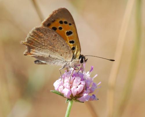 Lycaena phlaeas