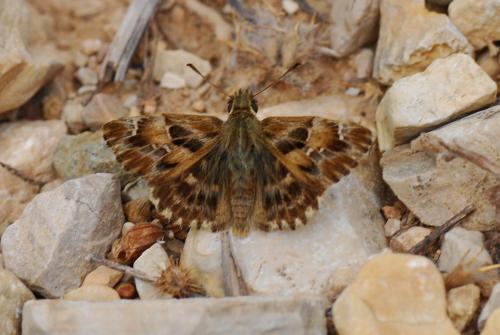 Réf. 93 989 : Carcharodus alceae