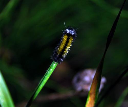 Lophocampa maculata
