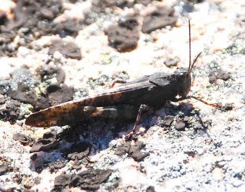 Dissosteira carolina