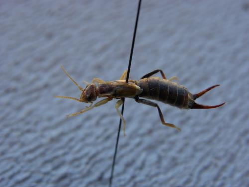 Labidura riparia