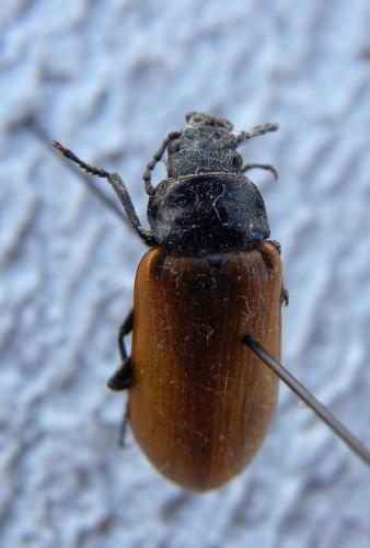 Omophlus lepturoides