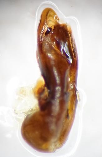 Platydracus stercorarius