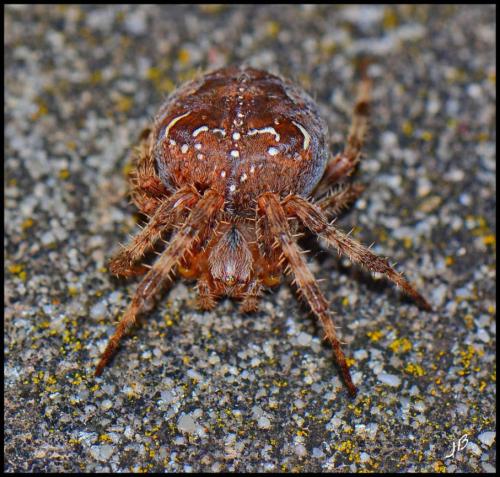 Araneus diadematus