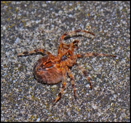 Araneus diadematus