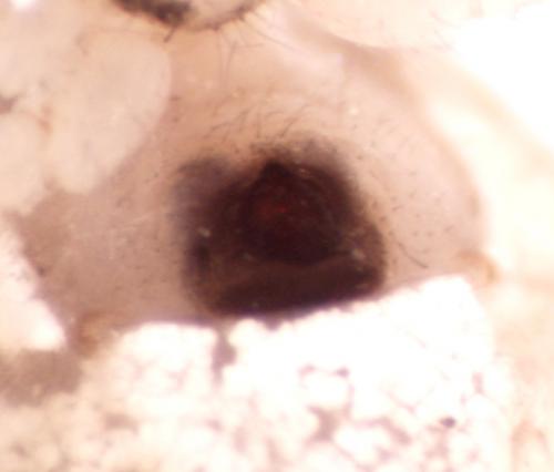 Theridion varians
