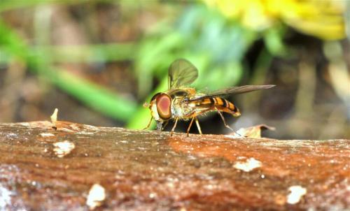 Episyrphus balteatus