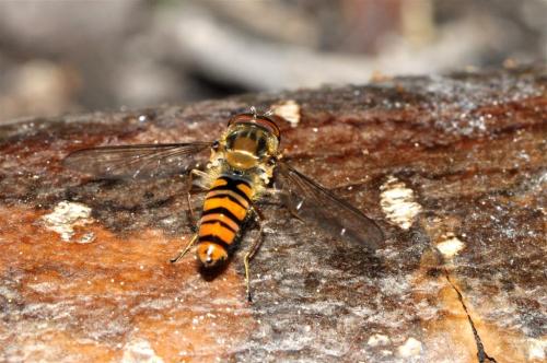 Episyrphus balteatus