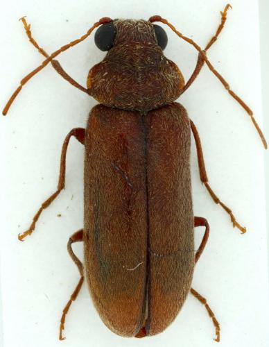 Ernobius gigas