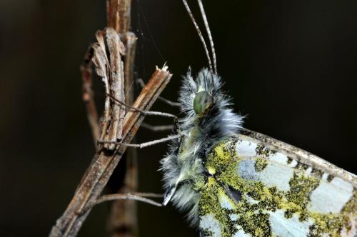 Anthocharis cardamines