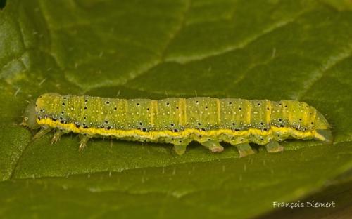 Réf. 93 004 : Lacanobia oleracea