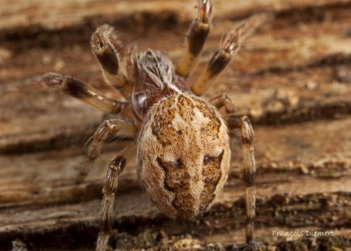 Larinioides cornutus