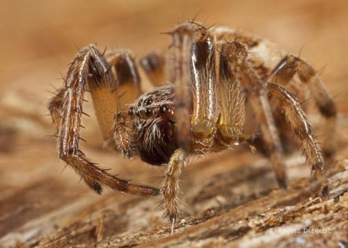 Larinioides cornutus