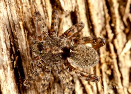 Pardosa sp.