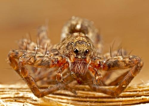 Pardosa sp.