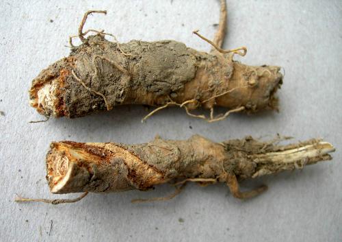 Réf. 93 116 : Phytoecia icterica