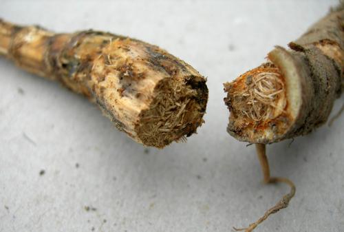 Réf. 93 114 : Phytoecia icterica