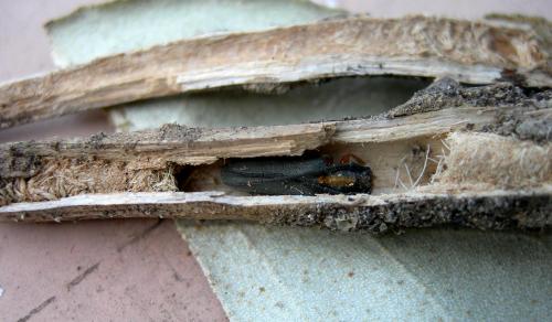 Réf. 93 162 : Phytoecia icterica