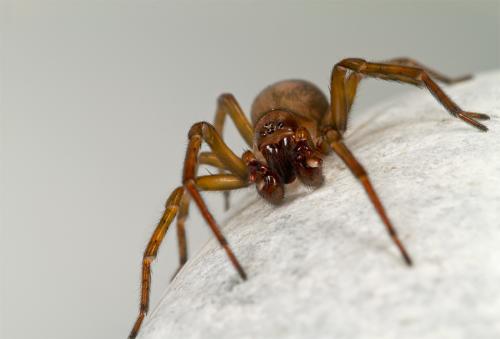 Amaurobius jugorum