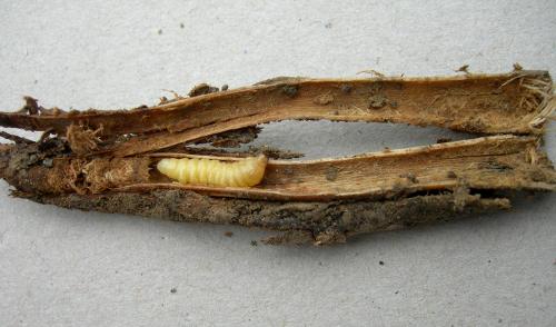 Réf. 93 117 : Phytoecia icterica