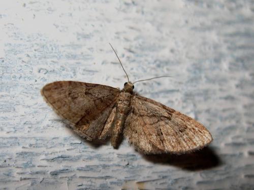 Réf. 93 680 : Eupithecia pusillata