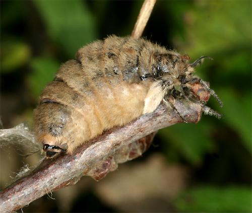 Orgyia sp.