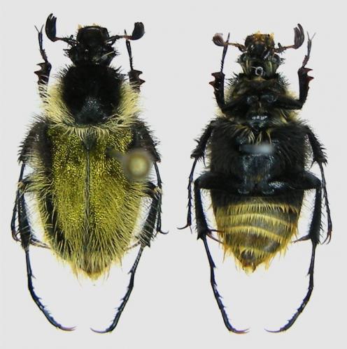 Amphicoma florentini