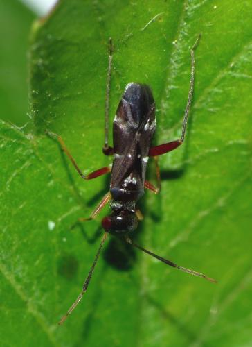 Réf. 93 862 : Globiceps sphaegiformis