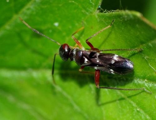 Globiceps sphaegiformis