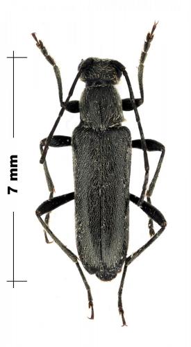 Réf. 93 140 : Grammoptera abdominalis