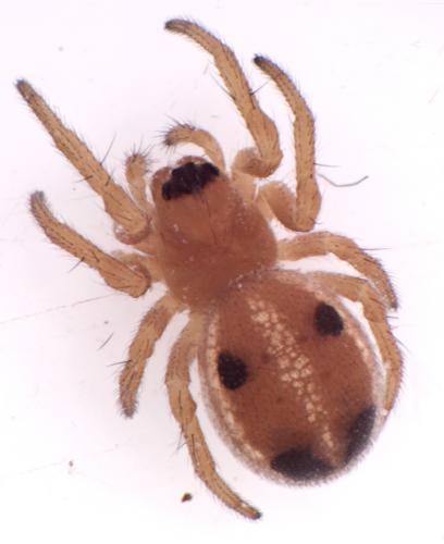 Réf. 93 356 : Hypsosinga sp.