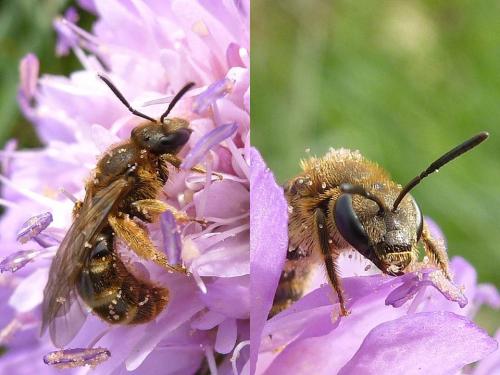 Lasioglossum sp.