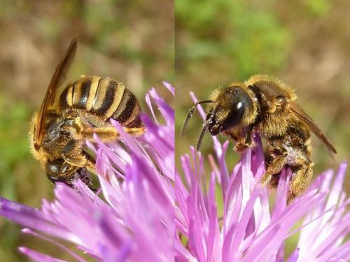 Halictus scabiosae