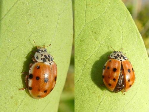 Réf. 93 931 : Harmonia quadripunctata