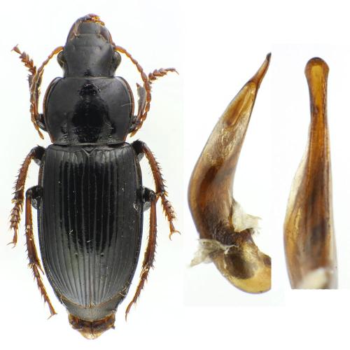 Harpalus attenuatus