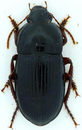 Harpalus politus