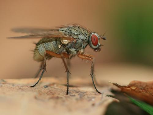 Helina impuncta